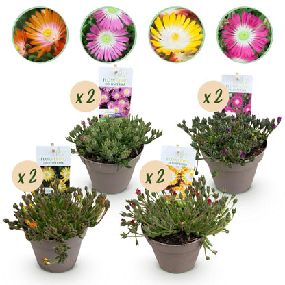 Buitenplant 8x Delosperma Jewel of Desert - Winterhard - Pot Ø 14cm Hoogte ↕ 17cm