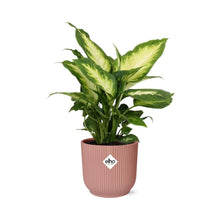 Kamerplant - Dieffenbachia 'Camilla' - Pot Ø 14cm