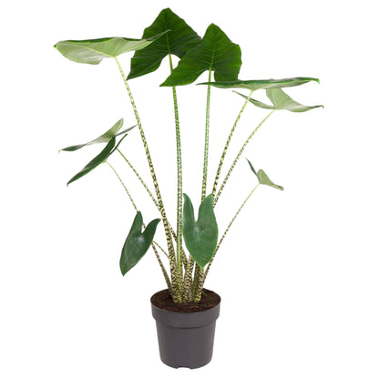 Kamerplant - Alocasia Zebrina - Pot Ø 32cm Hoogte ↕ 130cm
