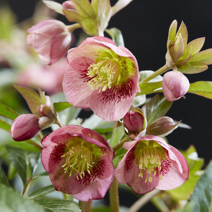 Buitenplant - Helleborus Dacaya - Bloeiend - Pot Ø 19cm Hoogte ↕ 50cm