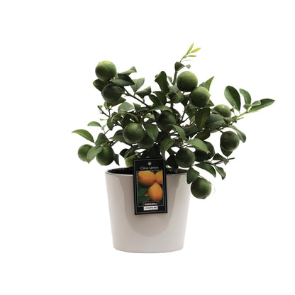 Kamerplant - Citrus Lemon - Pot Ø 16cm Hoogte ↕ 45cm