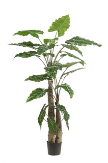 XL Kunstplant - Alocasia Olifantsoor - Hoogte ↕ 180cm