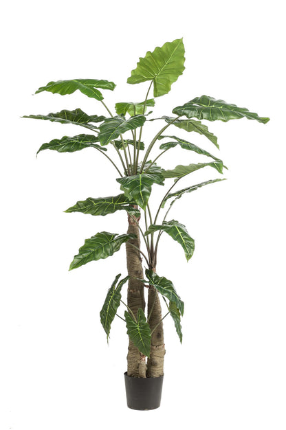 XL Kunstplant - Alocasia Olifantsoor - Hoogte ↕ 180cm