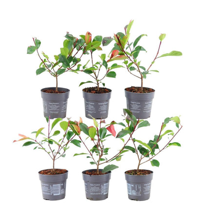 Buitenplant - Photinia fraseri 'Red Robin' - Haagplant set 6 stuks - Winterhard