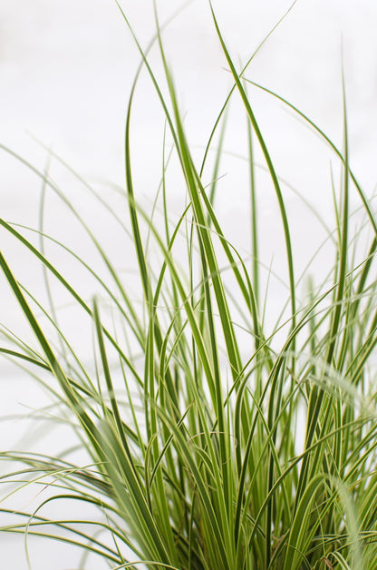 Buitenplant 3x Carex brunnea 'Variegata' - Pot Ø 14cm Hoogte ↕ 30cm