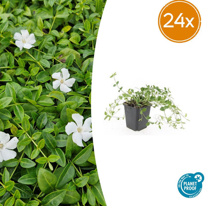 Buitenplant 24x Vinca minor 'Gertrude Jekyll' - Bodembedekker - Pot Ø 9cm Hoogte ↕ 10-25cm