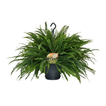 Kamerplant - Nephrolepis Green Lady - Pot Ø 20cm Hoogte ↕ 60cm