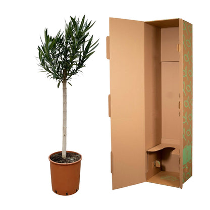 XL Buitenplant - Nerium Oleander op stam met witte bloem - Bloeiend - Pot Ø 30cm Hoogte ↕ 170cm