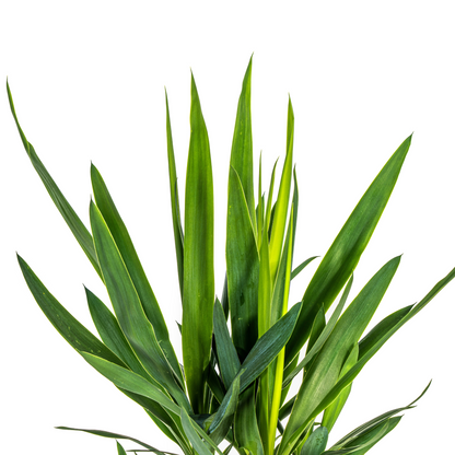 Kamerplant - Yucca Elephantipes - Pot Ø 19cm Hoogte ↕ 70-90cm