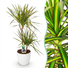 Kamerplant - Dracaena Sunray - Pot Ø 21cm Hoogte ↕ 90-100cm