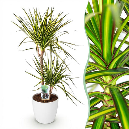 Kamerplant - Dracaena Sunray - Pot Ø 21cm Hoogte ↕ 90-100cm