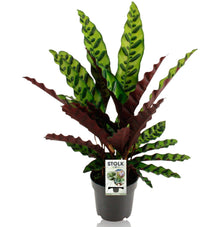 Kamerplant - Calathea Lancifolia Insignis - Pot Ø 14cm Hoogte ↕ 45cm