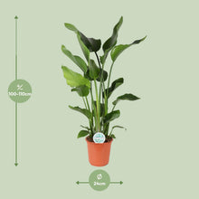 XL kamerplant - Strelitzia Nicolai - Pot Ø 24cm Hoogte ↕ 110cm