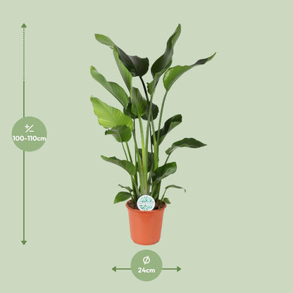 Kamerplant - Strelitzia Nicolai - Hoogte ↕ 35-250cm