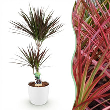 Kamerplant - Dracaena Magenta - Drakenbloedboom - Pot Ø 21cm Hoogte ↕ 90-100cm