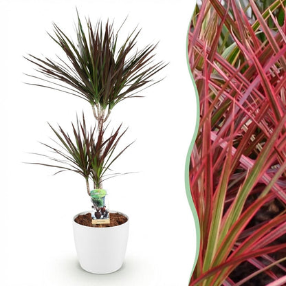 Kamerplant - Dracaena Magenta - Drakenbloedboom - Pot Ø 21cm Hoogte ↕ 90-100cm