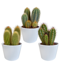 Kamerplant 3x Cereus mix - in witte pot - Pot Ø 10,5cm