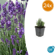 Buitenplant 24x Lavandula ang. 'Dwarf Blue' - Bloeiend - Pot Ø 9cm Hoogte ↕ 10-25cm