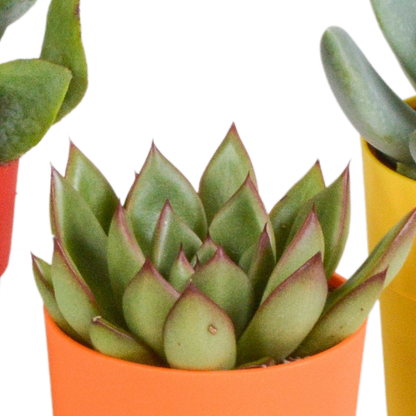 Kamerplant 5x Vetplanten mix - in gekleurde pot - Pot Ø 5.5cm