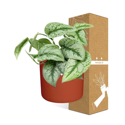 Kamerplant - Scindapsus Pictus 'Trebie' - Incl. sierpot - Pot Ø 14cm