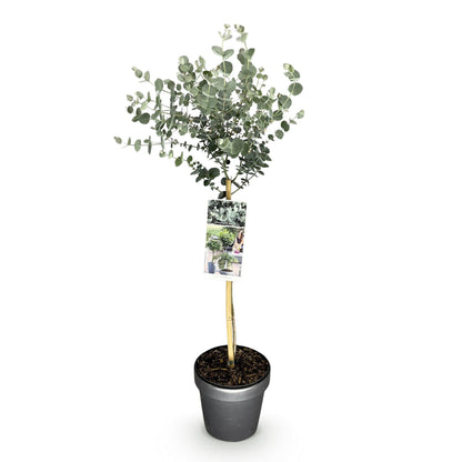 Buitenplant - Eucalyptus gunnii Azure - Bladhoudend - Winterhard - Pot Ø 19cm Hoogte ↕ 90cm