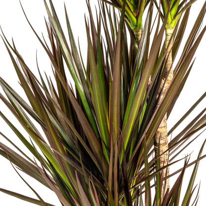 Dracaena Marginata Magenta met mand Ø21cm - ↕110 - 130cm