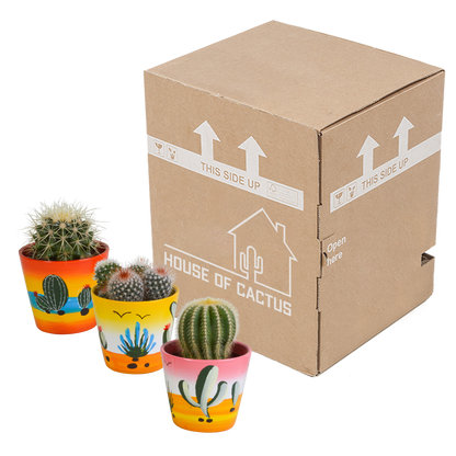 Kamerplant 3x Bolcactus mix - in Mexicaanse pot - Pot Ø 8,5cm