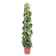 XL kamerplant - Philodendron Scandens Brasil - Mosstok - Pot Ø 27cm Hoogte ↕ 150cm