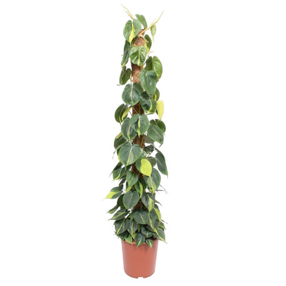 XL kamerplant - Philodendron Scandens Brasil - Mosstok - Pot Ø 27cm Hoogte ↕ 150cm