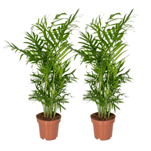 Kamerplant 2x Chamaedorea Elegans (Mexicaanse Bergpalm) - Pot Ø 12cm Hoogte ↕ 40cm