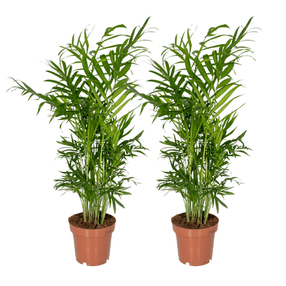 Kamerplant 2x Chamaedorea Elegans (Mexicaanse Bergpalm) - Pot Ø 12cm Hoogte ↕ 40cm