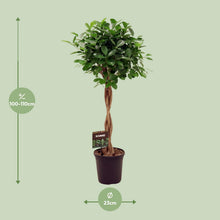 XL kamerplant - Ficus Microcarpa Moclame - Pot Ø 23cm Hoogte ↕ 110cm