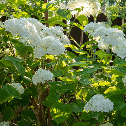 Buitenplant 3x Hydrangea arborescens 'Annabelle' - Bloeiend - Pot Ø 17cm Hoogte ↕ 50cm