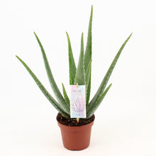 Kamerplant - Aloe Vera - Pot Ø 14cm Hoogte ↕ 45cm