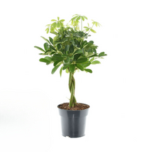 Kamerplant - Schefflera Compacta Nora - Pot Ø 17cm Hoogte ↕ 60cm