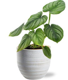 Kamerplant - Philodendron Mamei - Pot Ø 12cm Hoogte ↕ 25cm