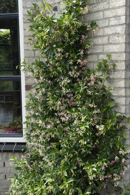 Buitenplant 2x Trachelospermum 'Star of Ibiza' - Klimplant - Pot Ø 15cm Hoogte ↕ 65cm