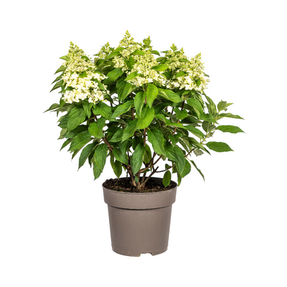Buitenplant - Hydrangea Paniculata White - Bloeiend - Pot Ø 24cm Hoogte ↕ 70-80cm