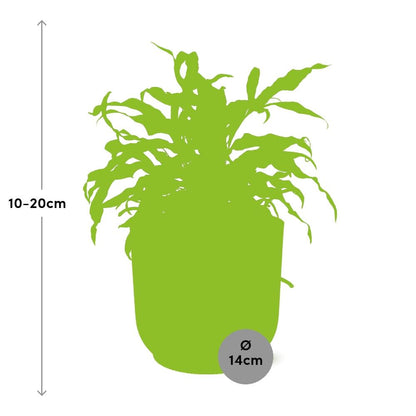 Kamerplant - Microsorum Diversifolium - Pot Ø 14cm