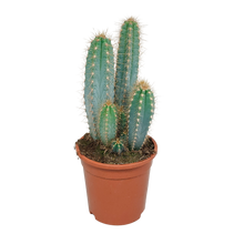 Kamerplant - Pilosocereus azureus - Cactus - Pot Ø 17cm