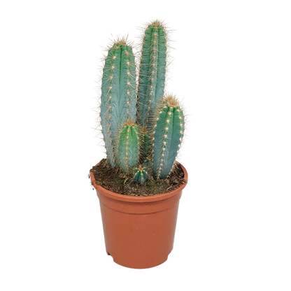 Kamerplant - Pilosocereus azureus - Cactus - Pot Ø 17cm