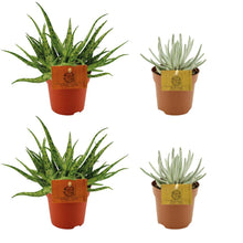 Kamerplant 4x Aloe Spider & Senecio Scaposus - Combi set - Pot Ø 10.5cm Hoogte ↕ 10cm