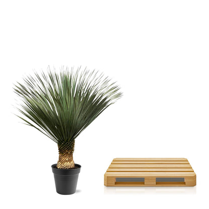 XL plant - Yucca Rostrata - Pot Ø 50cm Hoogte ↕ 140-160cm