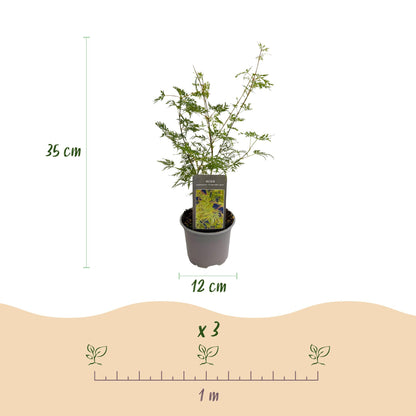 Buitenplant - Acer palmatum Emerald Lace - Pot Ø 12cm Hoogte ↕ 35cm