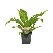 Kamerplant - Asplenium Nidus - Pot Ø 17cm Hoogte ↕ 60cm