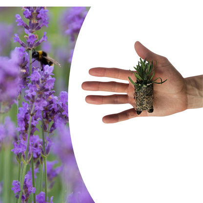 Buitenplant 6x Lavandula 'Munstead' - Bloeiend - Aromatisch