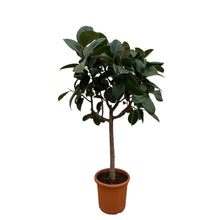XL Kamerplant - Ficus Elastica Robusta - op stam - Pot Ø 35cm Hoogte ↕ 190cm