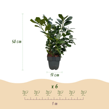 Buitenplant 6x Prunus laurocerasus 'Etna' - Groenblijvend, Haagplant - Pot Ø 17cm Hoogte ↕ 50cm