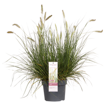 Buitenplant - Pennisetum alopecuroides 'Hameln' - Pot Ø 19cm Hoogte ↕ 40cm
