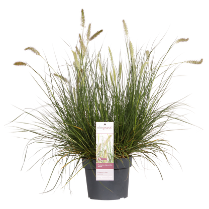 Buitenplant - Pennisetum alopecuroides 'Hameln' - Pot Ø 19cm Hoogte ↕ 40cm